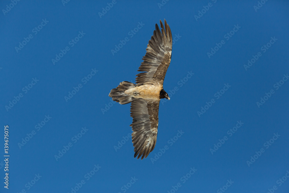 Obraz premium Flying juvenile bearded vulture (Gypaetus barbatus) with blue sky