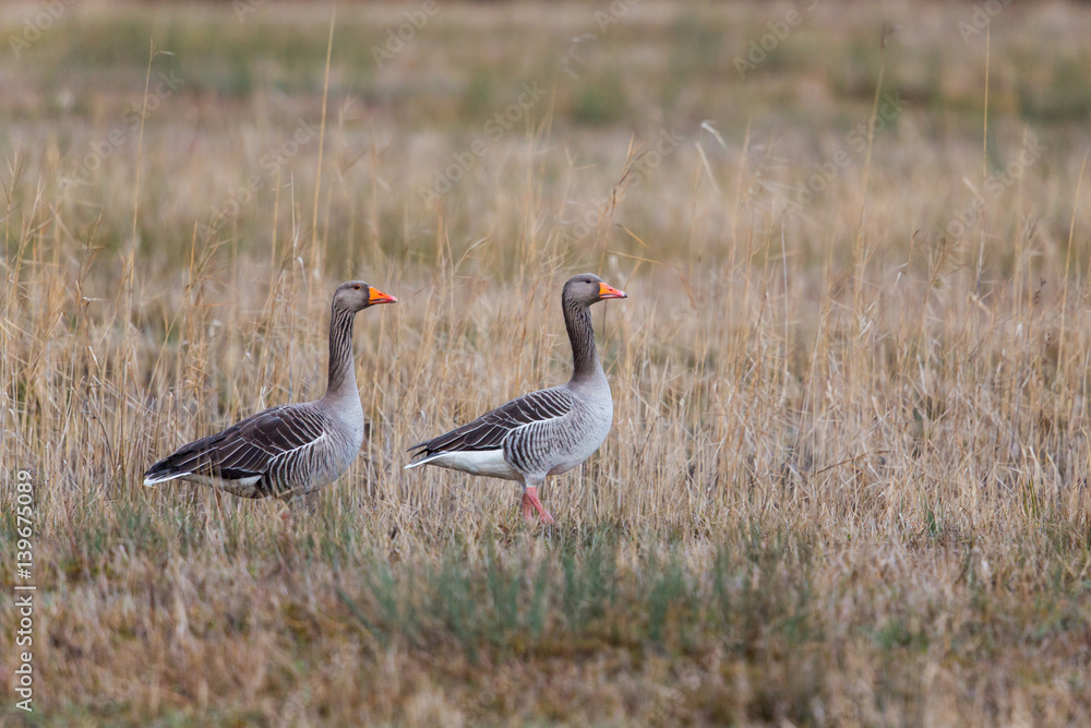 Obraz premium Two gray gooses (Anser anser) standing in reed meadow with reed