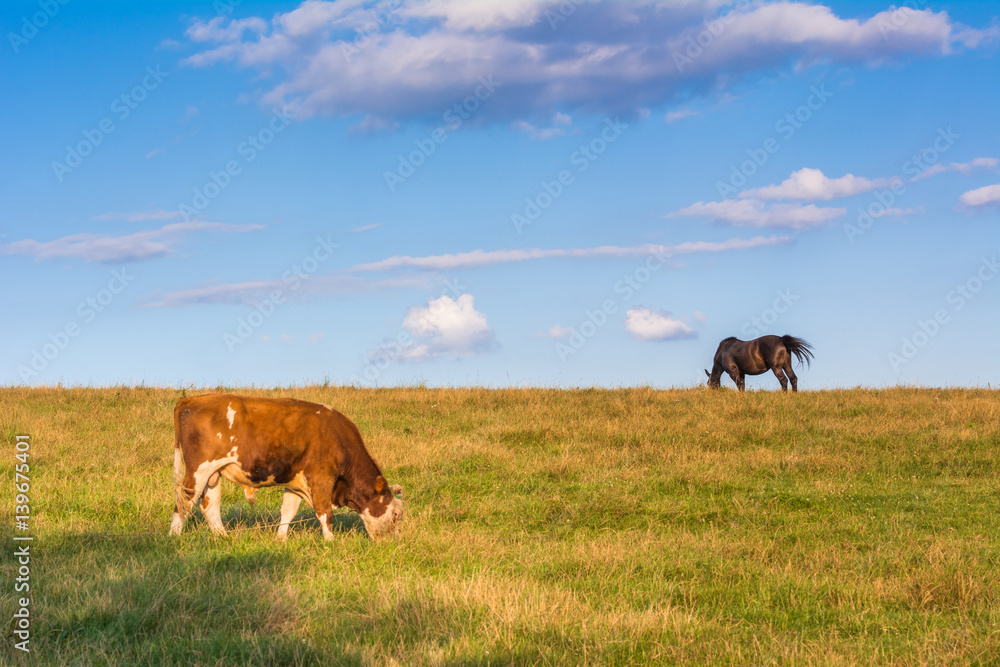 Typical polish cow and horse on a summer pasture under blue sky. Malopolska. Poland. Typical polish cow and horse on a summer pasture under blue sky. Malopolska. Poland.