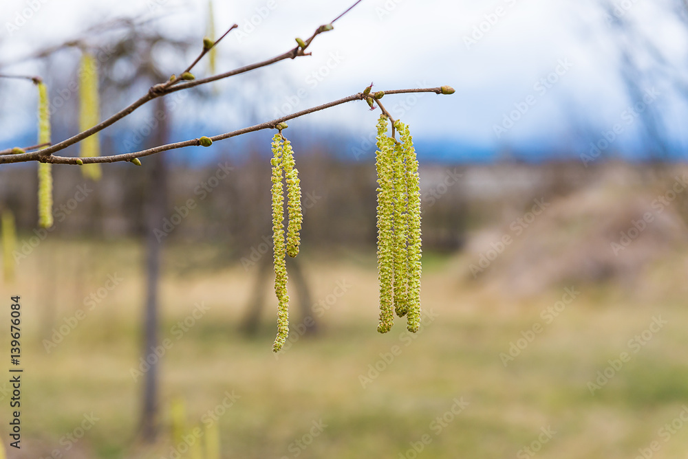 männliche Haselnussblüten - Corylus avellana männliche Haselnussblüten - Corylus avellana