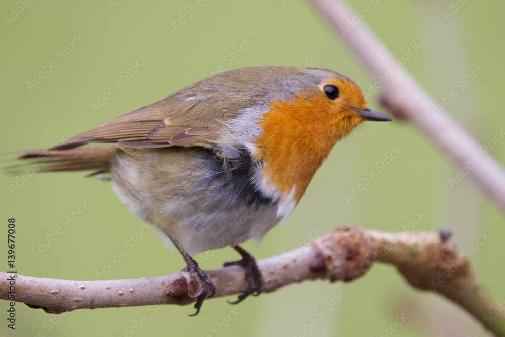 Robin Robin