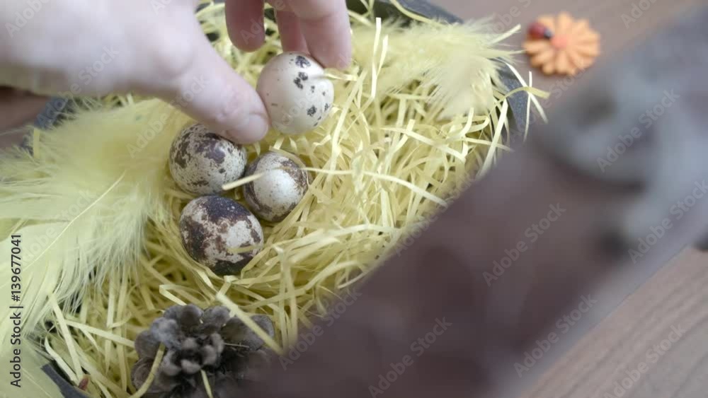 Easter decoration.Quail Easter eggs in basket for a happy Easter holiday. Women puts a quail egg in a basket Easter decoration.Quail Easter eggs in basket for a happy Easter holiday. Women puts a quail egg in a basket