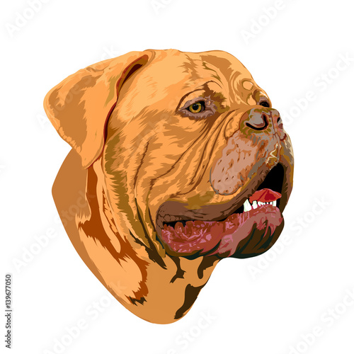 Portrait of a Bordeaux dog