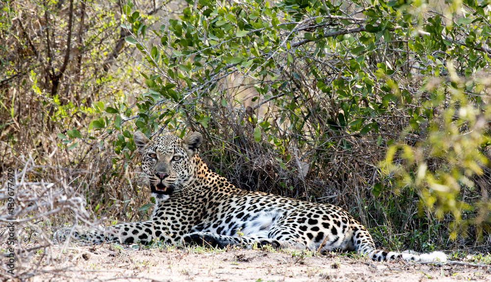 Obraz premium Leopard