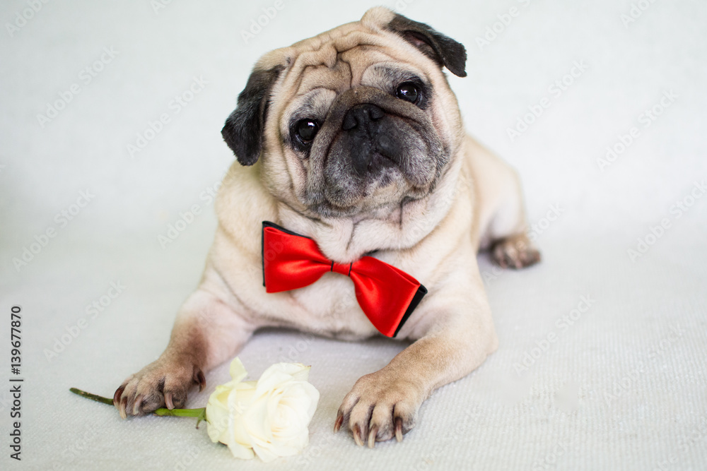 Pug with a rose