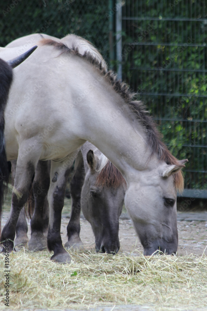 Fototapeta premium TIERE_2235_Tarpan