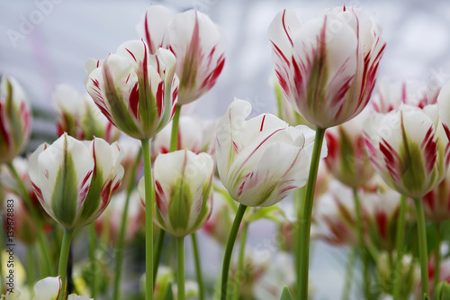 Цветок тюльпан белый  с красными штрихами