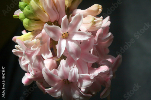 Fototapeta Naklejka Na Ścianę i Meble -  hyacinths, pink hyacinths, spring flowers, holidays, March 8, primroses, bouquets for girls, women's day, mother's day, blooming in spring, ashes of roses