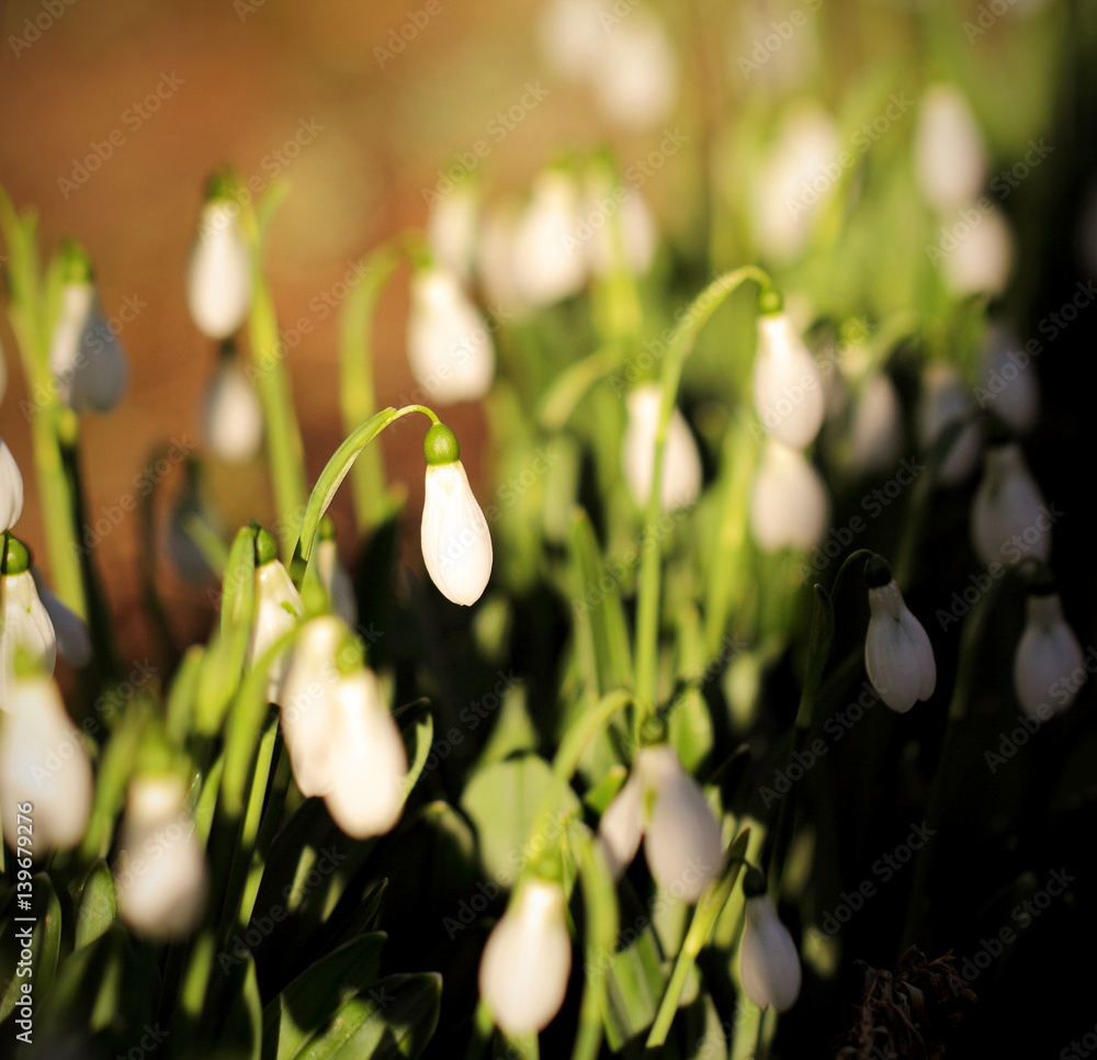 Подснежники цветы растут на поляне утром весной Stock Photo | Adobe Stock
