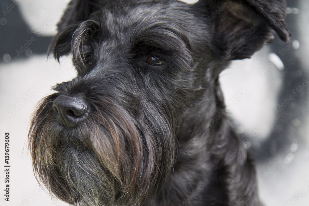 Black schnauzer dog on background