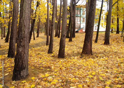Leaf fall in the Central park. Svetlogorsk, Kaliningrad region