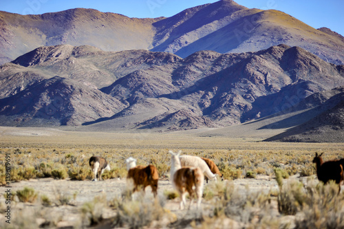 Llamas in the Andes.