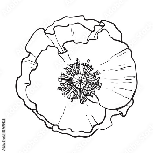 Open black and white chamomile blossom, top view, sketch style vector illustration isolated on white background. Realistic top view hand drawing of wild chamomile, field flower