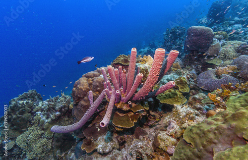 Aplysina archeri,stove-pipe sponge