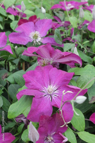 Canvas Print Clematis Ernest Markham