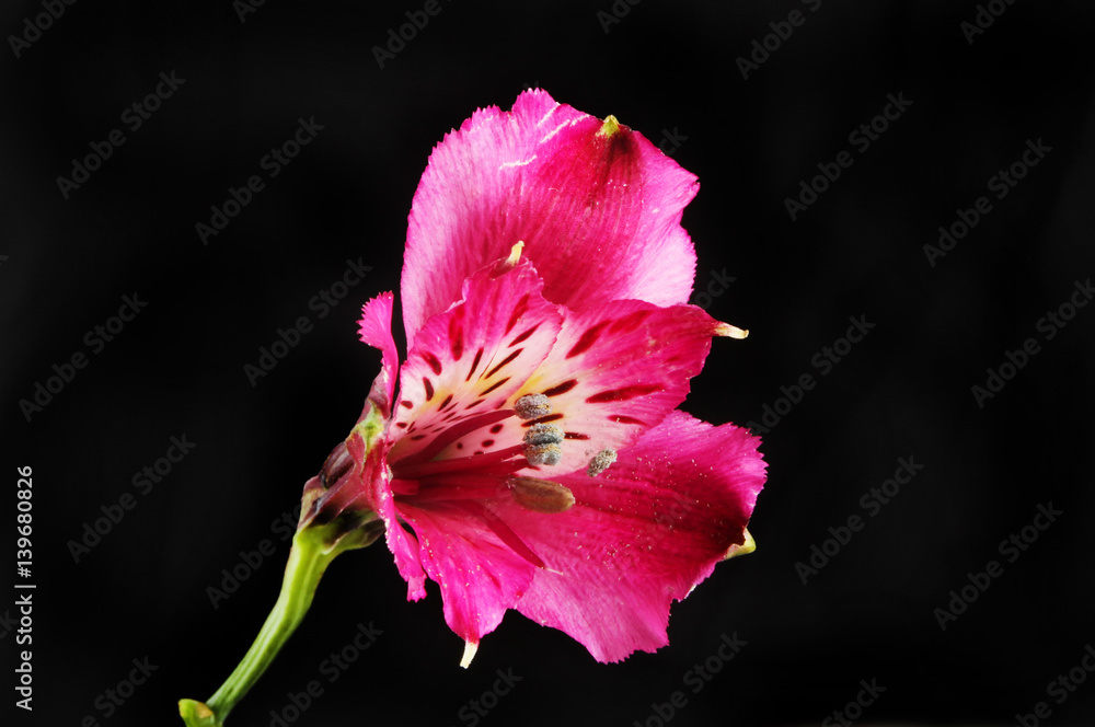 Deep red Alstroemeria flower against black Deep red Alstroemeria flower against black