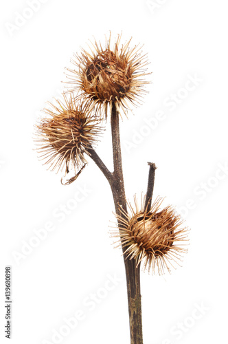 Thistle seed heads