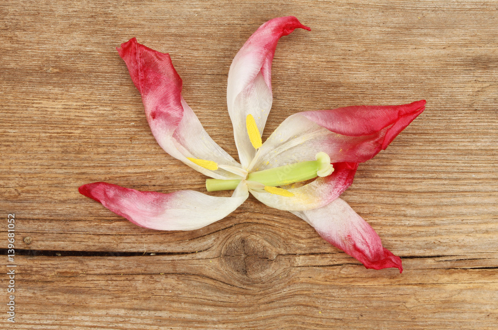 Wilted tulip flower on old rustic wood Wilted tulip flower on old rustic wood
