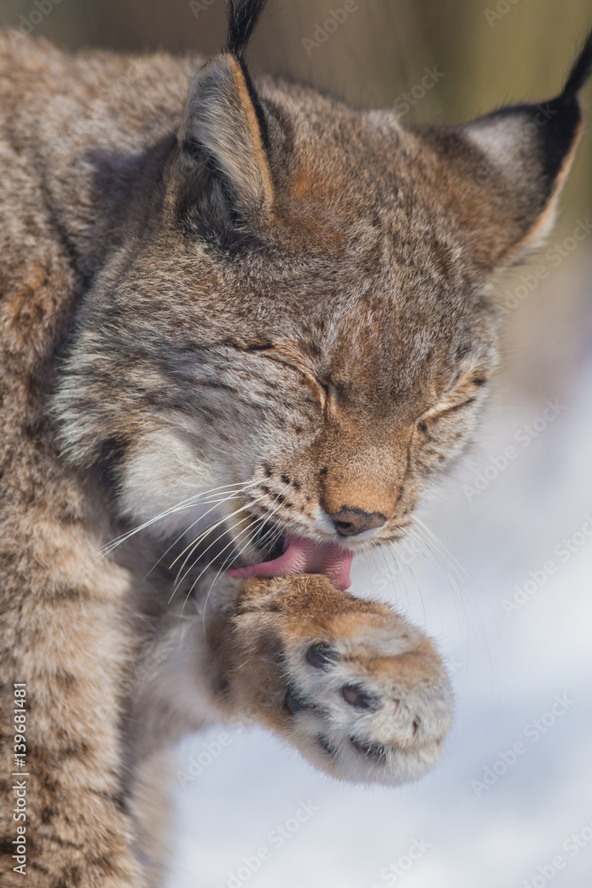 Europäischer Luchs (Lynx lynx) Europäischer Luchs (Lynx lynx)