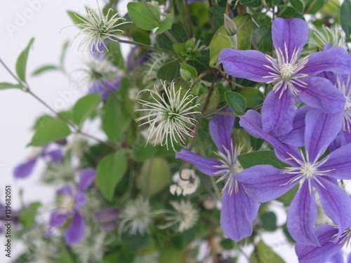 Clematis integrifolia Arabella Blüten Fruchtschmuck 