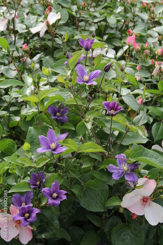 Clematis integrifolia Arabella Blüten mit Rosen 
