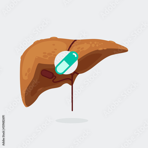 liver cirrhosis vector illustration
