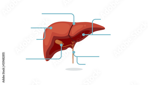Liver vector illustration