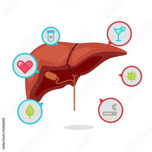 Liver vector illustration