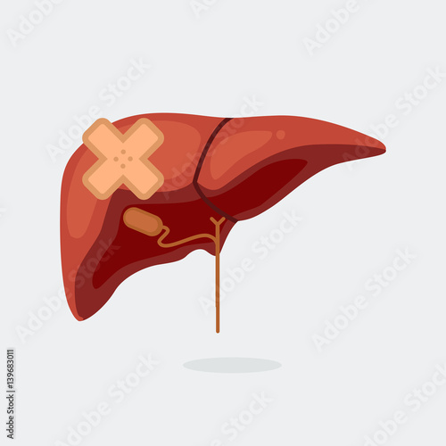 Liver vector illustration