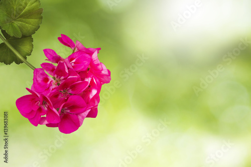Fototapeta Naklejka Na Ścianę i Meble -  Geranium on a green background