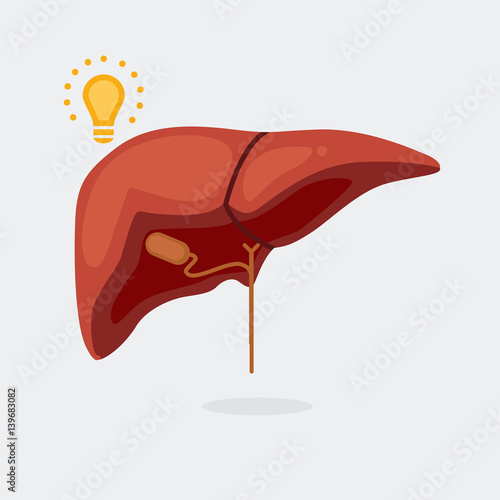 Liver vector illustration