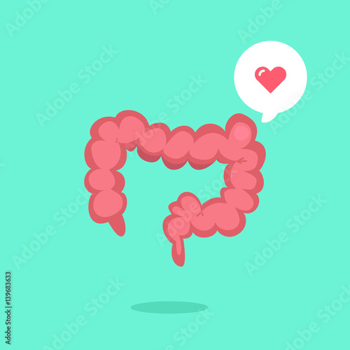 Large intestine vector illustration
