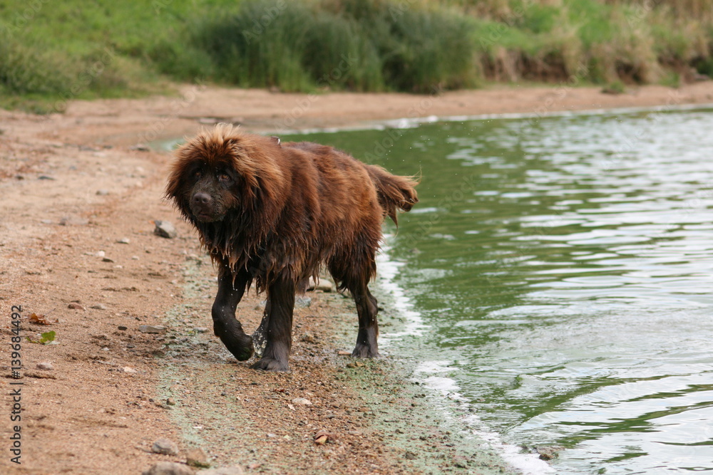 Neufundländer am Strand