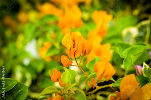 orange bougainville flower detailed macroshot
