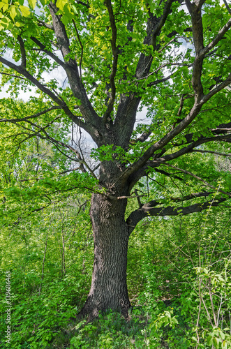 Oak trunk