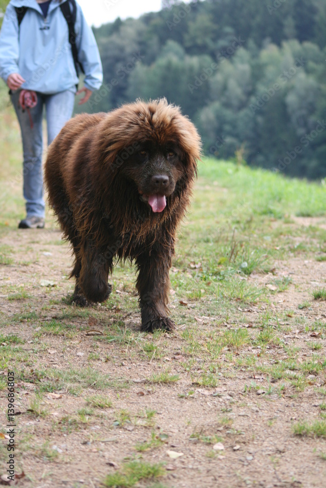 Fototapeta premium Wandern mit Hund