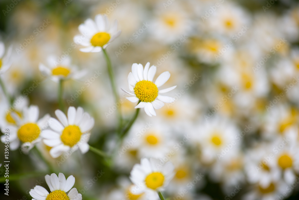 Fototapeta premium camomile flowers