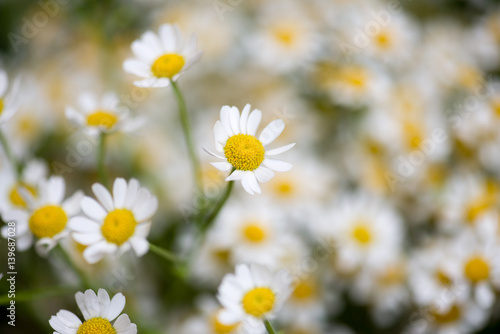 camomile flowers © grthirteen