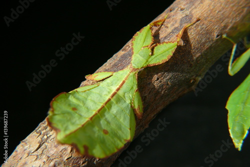 Grünes Wandelndes Blatt auf einem Ast photo