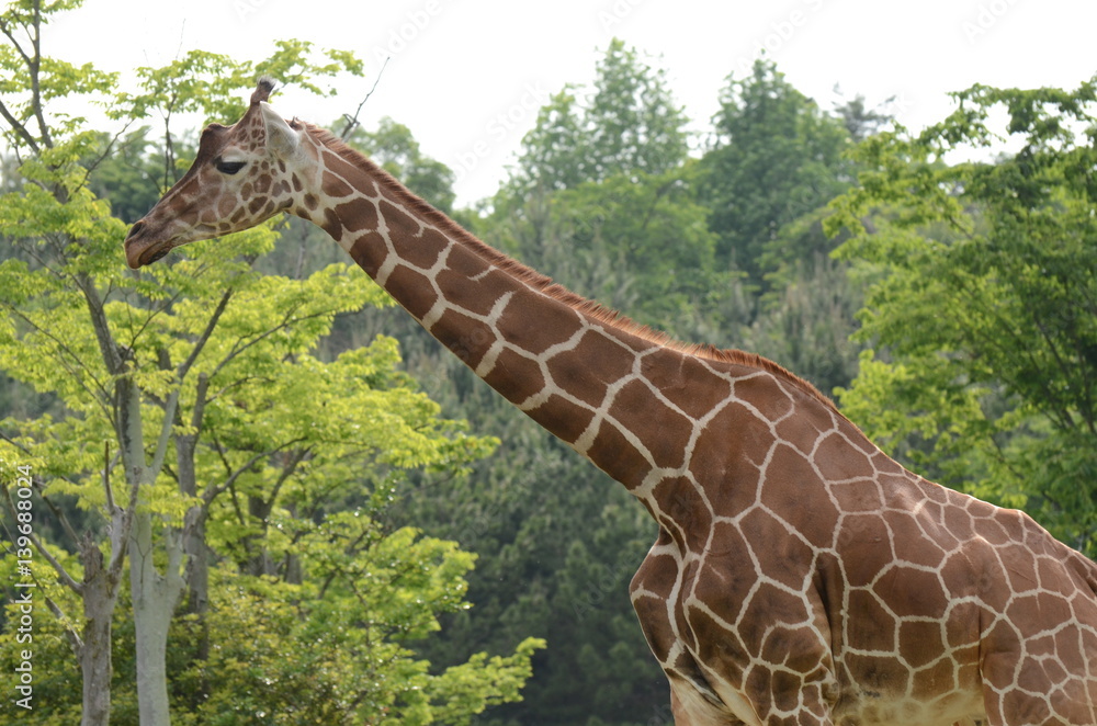 Naklejka premium アミメキリン