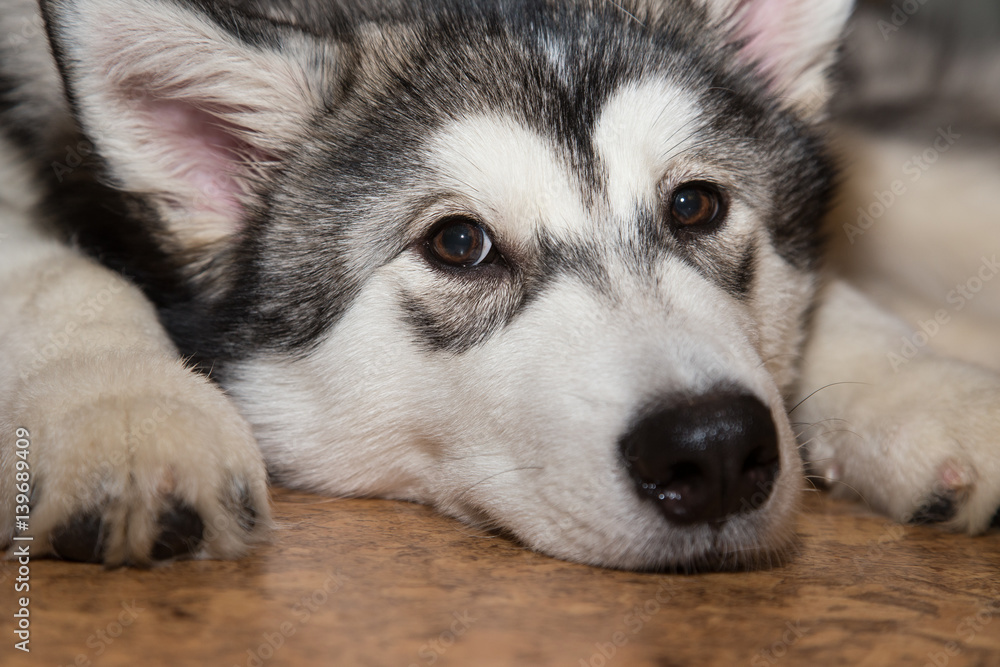 Young alaskan malamute lays on a linoleum floor. Selective focus Young alaskan malamute lays on a linoleum floor. Selective focus