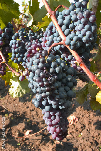 Wallpaper Mural ripe wine grapes_3 Torontodigital.ca