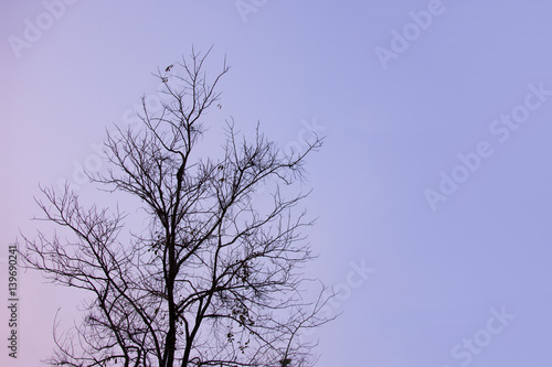 Colorful silhouette of dead trees with the sky in evening.