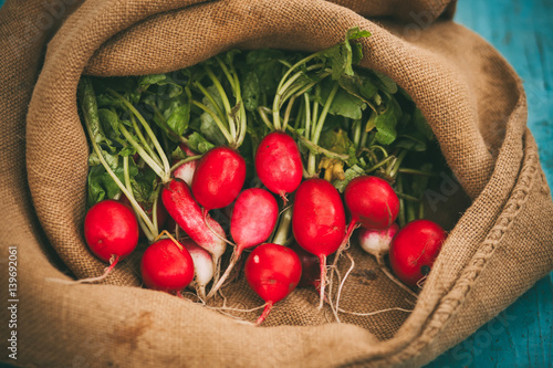 Harvest of radishes