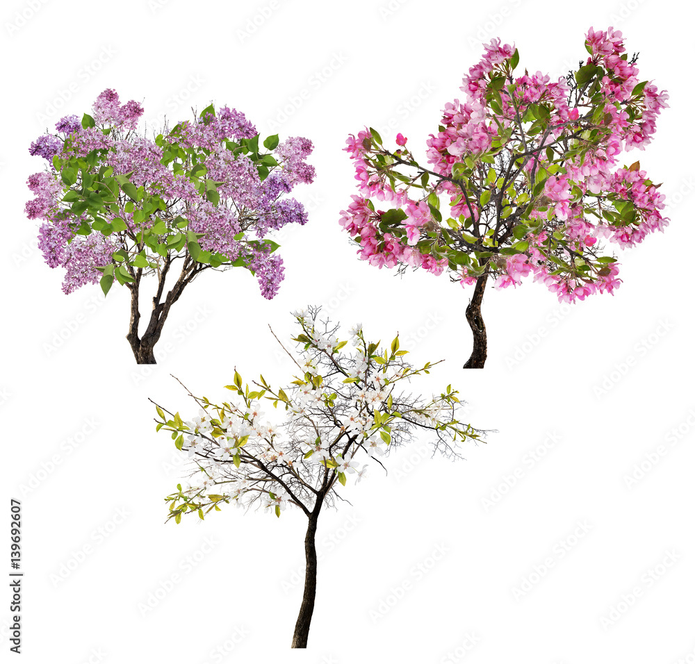 collection of three blossoming trees isolated on white