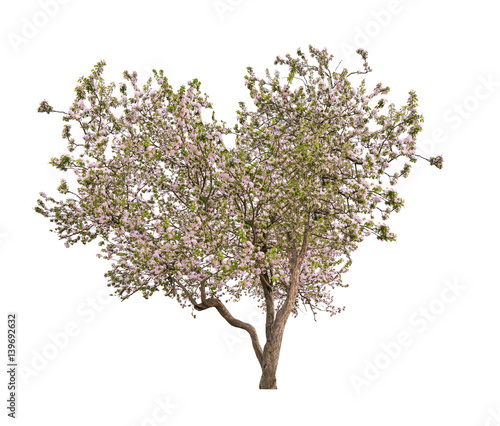 isolated blooming light pink heart shape apple-tree