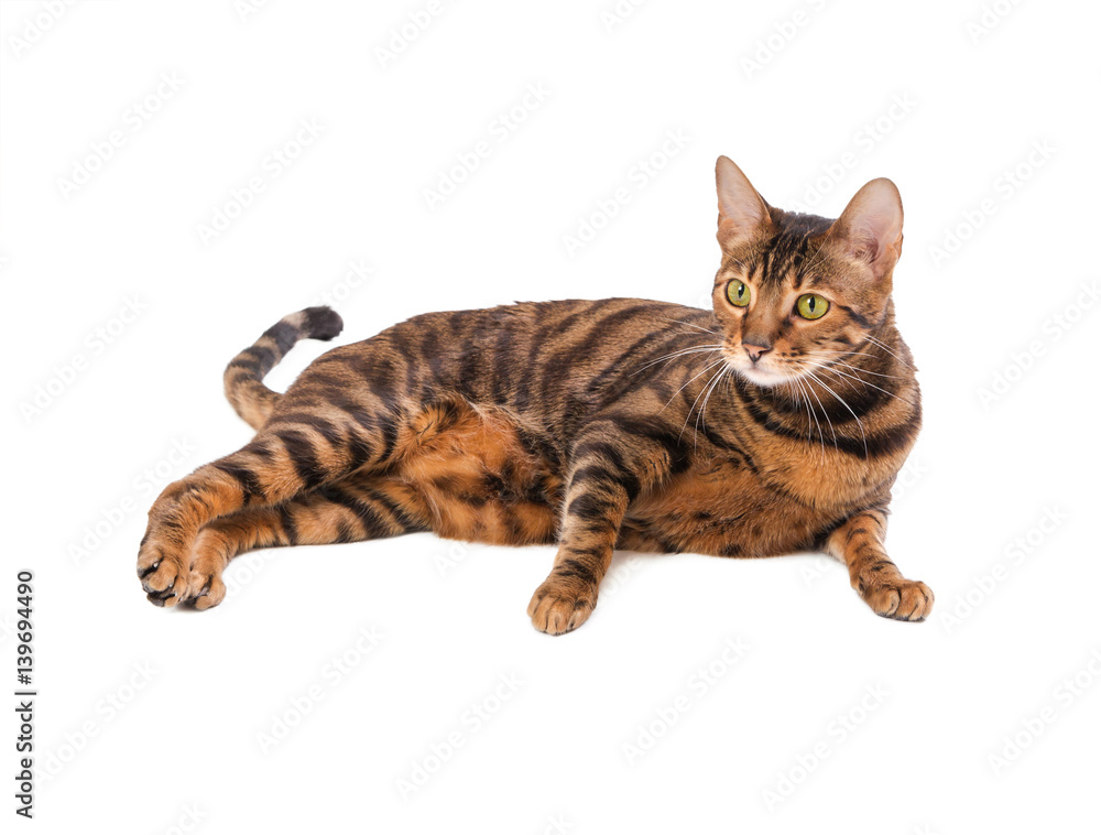 Cat breed Toyger