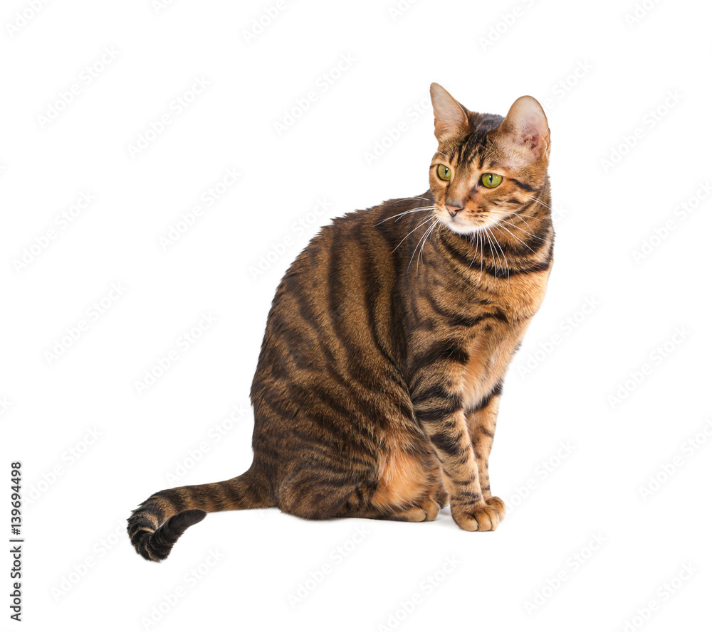 Fototapeta premium Cat breed Toyger