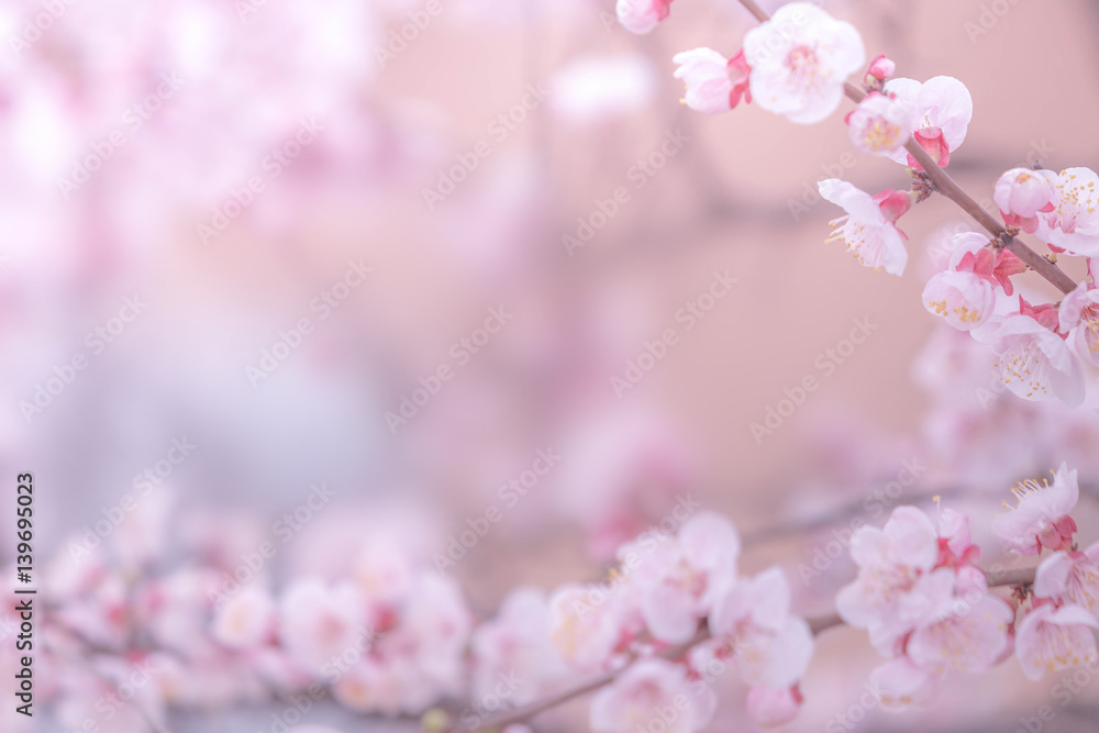 Cherry blossom in spring for background or copy space for text  