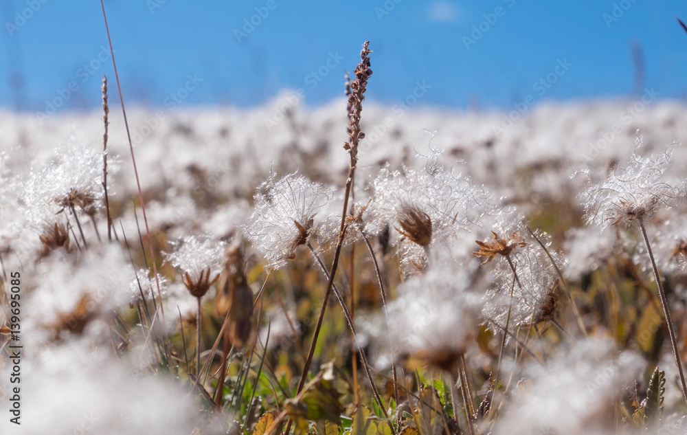 Dryas Dryas